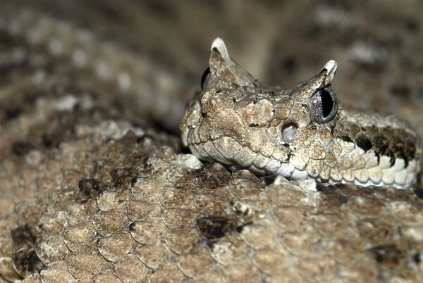 Sidewinder. Close up of head with coil and rattle. Southern Arizona, USA