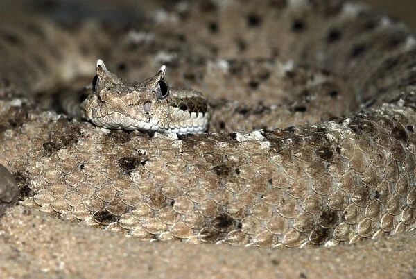 Sidewinder. Close up of head and coil. Southern Arizona, USA