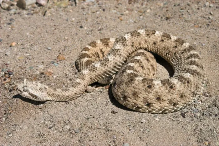 Framed Print : Sidewinder. Coiled on sand. Arizona USA Framed Print : Sidewinder. Coiled on sand. Arizona USA
