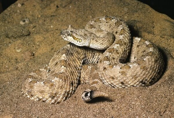 Sidewinder Rattlesnake