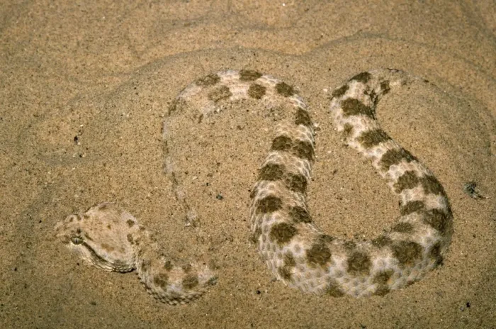 Framed Print : Sidewinder Rattlesnake Framed Print : Sidewinder Rattlesnake
