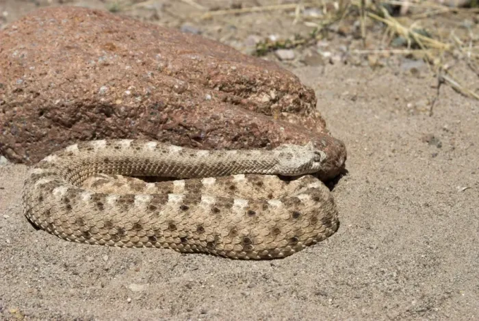 Framed Print : Sidewinder Resting against rock in desert. Arizona USA Framed Print : Sidewinder Resting against rock in desert. Arizona USA