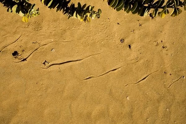 Sidewinding Tracks Made by the Peringueyis Adder Namib Desert, Namibia, Africa