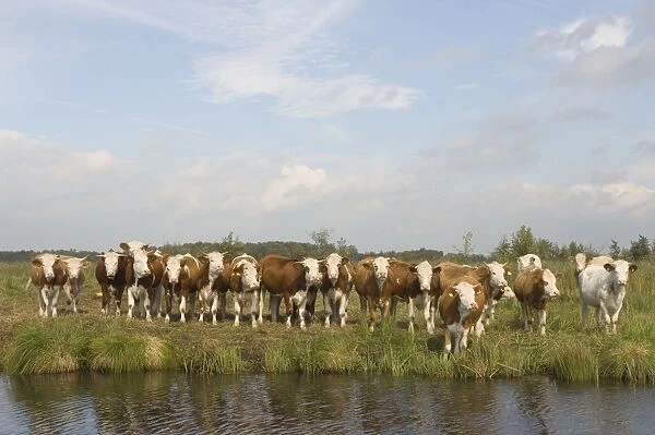 Siementhaler cow Curious herd The Netherlands, Overijssel, Nature reserve ´De Wieden´
