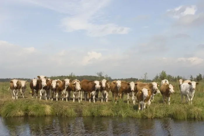 Framed Print : Siementhaler cow Curious herd The Netherlands, Overijssel, Nature reserve ´De Wieden´ Framed Print : Siementhaler cow Curious herd The Netherlands, Overijssel, Nature reserve ´De Wieden´