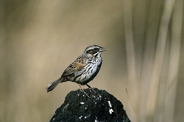 Sierra Madre Sparrow - Mexico