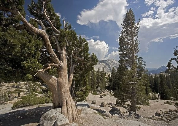 Sierra  /  Western Juniper - at 8000 ft on granite Yosemite National Park, USA