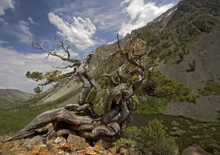 Framed Print : Sierra  /  Western Juniper - very old. Lundy Valley, Sierra Nevada