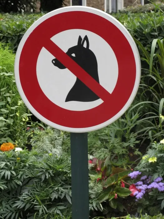 Framed Print : Sign - No dogs allowed Framed Print : Sign - No dogs allowed