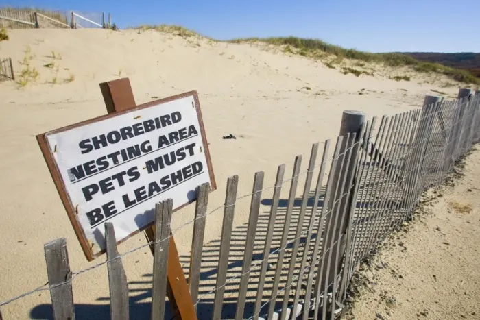 Framed Print : Signs for protecting nesting shorebirds on Cape Cod. October in MA Framed Print : Signs for protecting nesting shorebirds on Cape Cod. October in MA