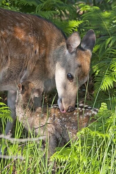 Sika Deer - hind cleaning new born calf. Dorset, UK
