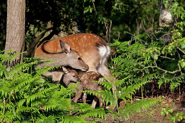 Sika Deer - Hind with newly born calf. Dorset, England