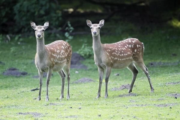 Sika Deer - two hinds alert on meadow - Lower Saxony - Germany