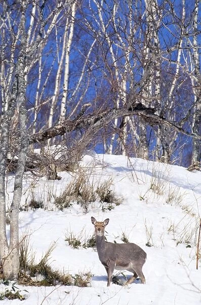 Sika Deer  /  Japanese Deer Hokkaido, Japan