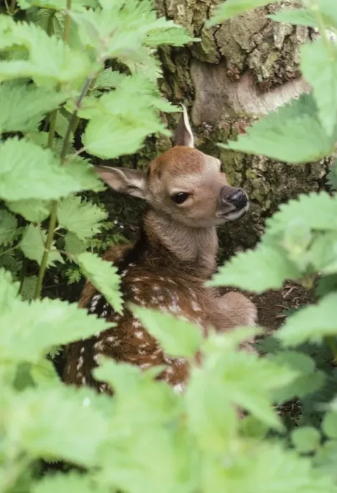 Framed Print : Sika Deer - through nettles Framed Print : Sika Deer - through nettles