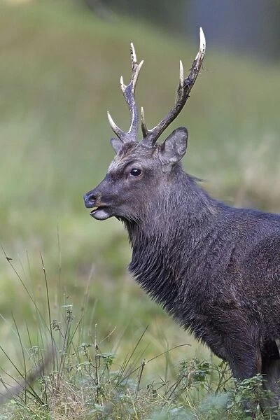 Sika Deer - portrait of stag during the rut - Seeland - Denmark