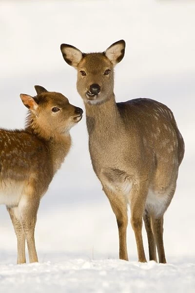 Sika Deer - in snow - Yorkshire - UK