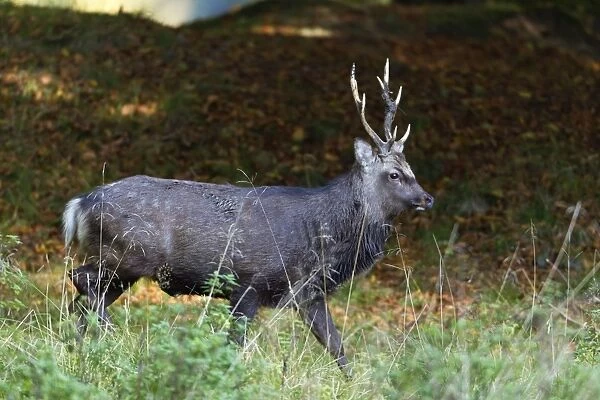 Sika Deer - stag - during the rut - Seeland - Denmark