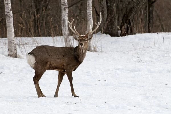 Sika Deer - standing in snow - Hokkaido Island - Japan