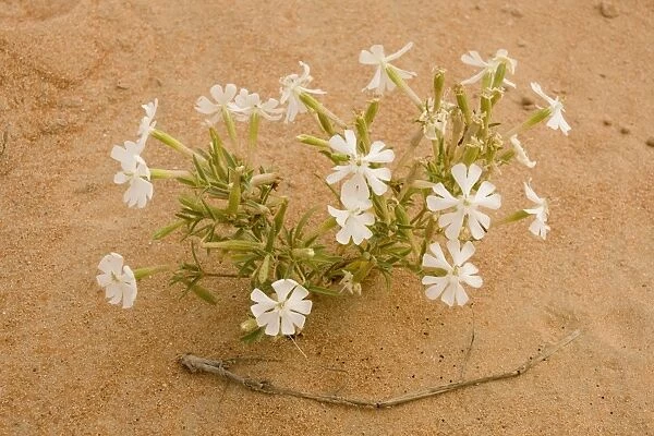Silene flower - growing in sand dune - Abu Dhabi - United Arab Emirates