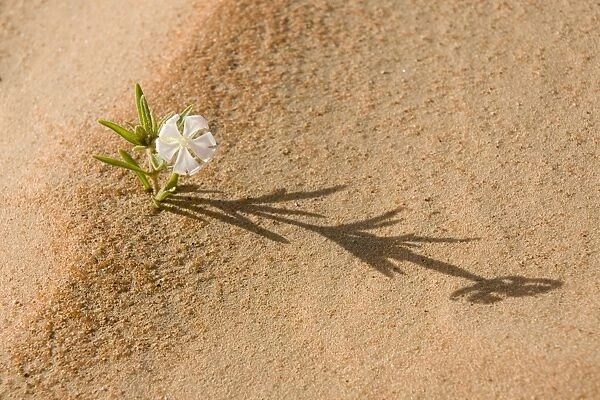 Silene flower - growing in sand dune - Abu Dhabi - United Arab Emirates