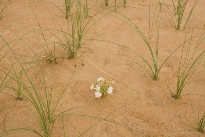 Framed Print : Silene flower - growing in sand dune - Abu Dhabi - United Arab Emirates Framed Print : Silene flower - growing in sand dune - Abu Dhabi - United Arab Emirates