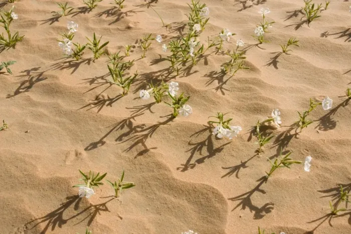 Framed Print : Silene flowers - growing in sand dune - Abu Dhabi - United Arab Emirates Framed Print : Silene flowers - growing in sand dune - Abu Dhabi - United Arab Emirates