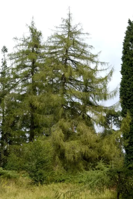 Framed Print : Silesian / European Larch - The National Pinetum, Bedgebury, Kent, UK. August Framed Print : Silesian / European Larch - The National Pinetum, Bedgebury, Kent, UK. August