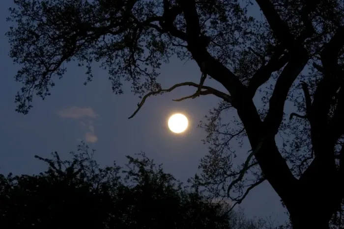 Framed Print : Silhouette of old oak tree at night - Backlit by new moon UK Framed Print : Silhouette of old oak tree at night - Backlit by new moon UK