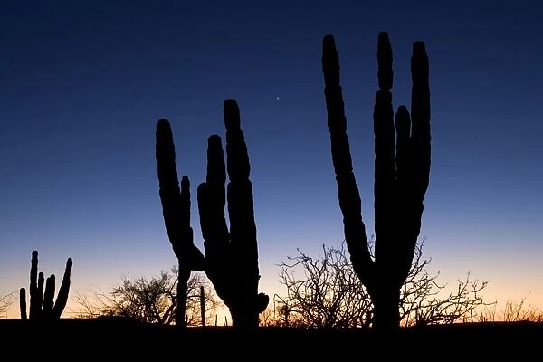 Silhouettes of Cardon cactus and Adam's Tree (Fouquieria diguetii). Sunset in the Vizcaino Desert, west of the village of San Ignacio. Baja California South, Mexico. Venus shines in the sky between the cacti (March 2007)