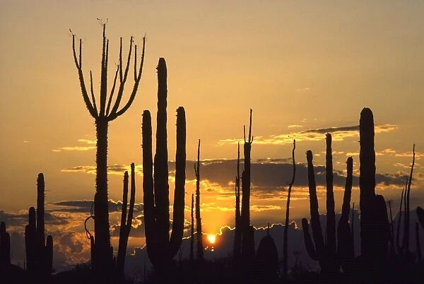 Silhouettes of Cirios  /  Boojums (Fouquieriaceae Family), and Cardon cactus (Pachycereus pringlei) in the Central Desert of Baja California, Mexico