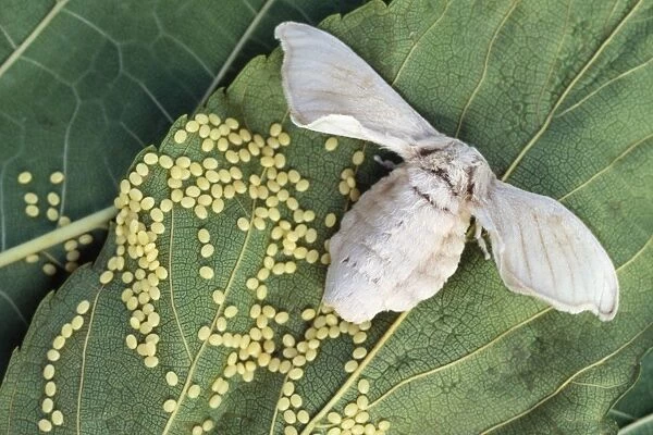 Silk Moth - laying eggs