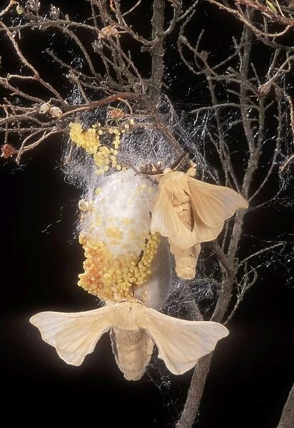 Silk Moth Male & female at cocoon with eggs
