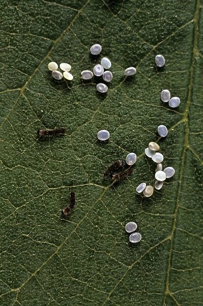 Silkworm Larvae - hatching