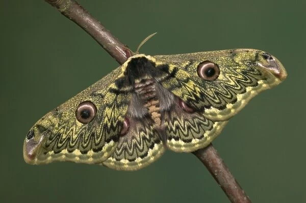 Silkworm Moth. China
