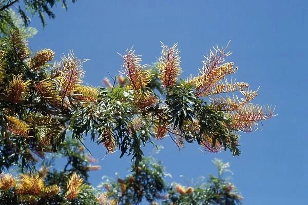Silky Oak - climate change garden species