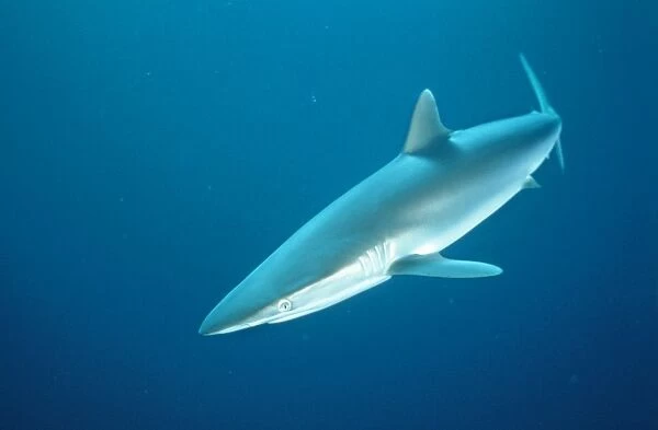 Silky Shark Eastern Pacific Ocean