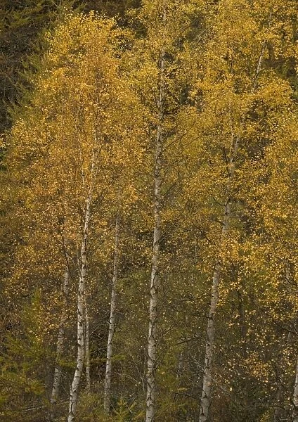 Silver birch in autumn