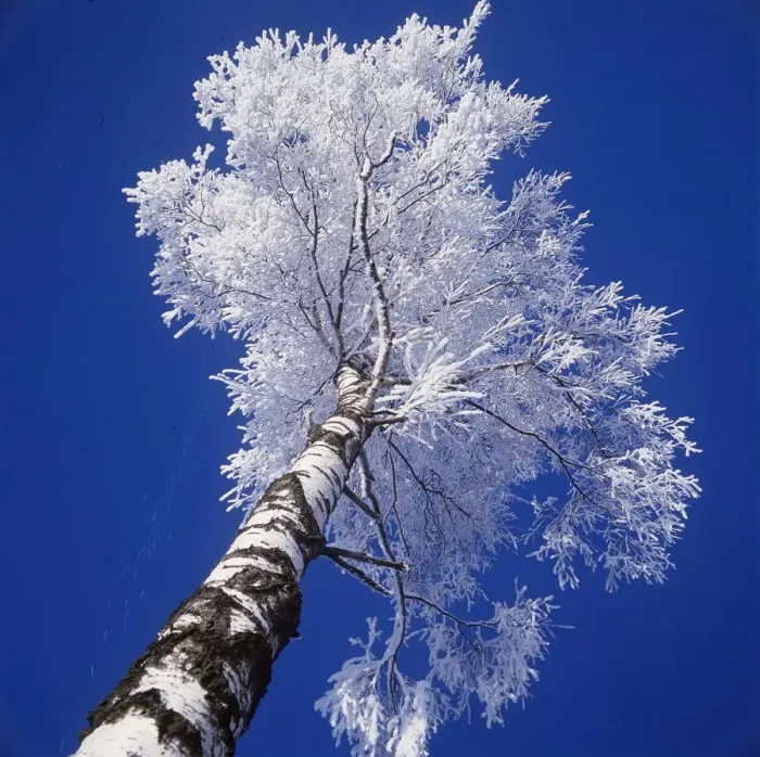 Framed Print : SILVER BIRCH - covered in Hoar frost Framed Print : SILVER BIRCH - covered in Hoar frost
