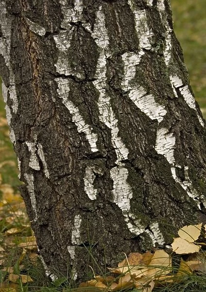 Silver birch Tree in autumn