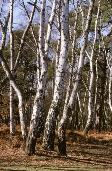 Framed Print : Silver Birch UK Framed Print : Silver Birch UK
