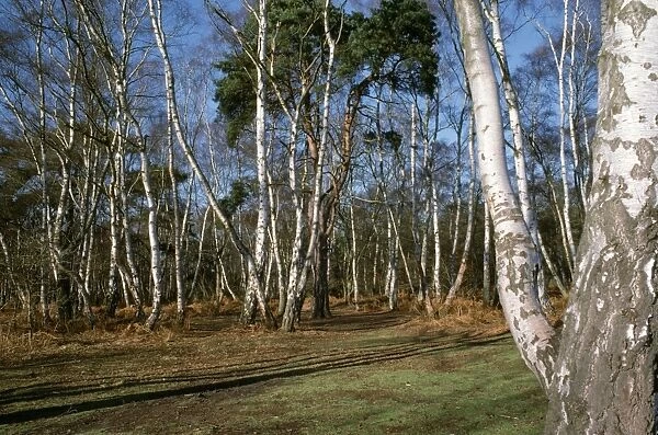 Silver Birch Wood - On Surrey heathland, near Wisley, UK