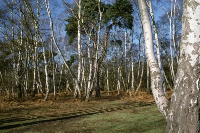 Framed Print : Silver Birch Wood - On Surrey heathland, near Wisley, UK Framed Print : Silver Birch Wood - On Surrey heathland, near Wisley, UK