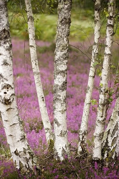 Silver birches (Betula pendula) on heathland