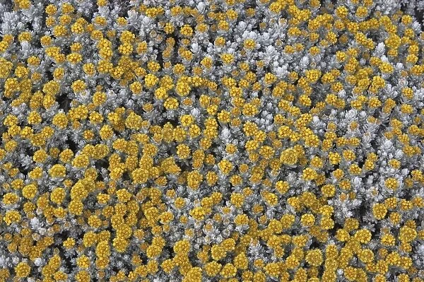 Silver Everlasting. Asteraceae Aster Tableland of Sanetti (4000 m altitude) Ethiopia