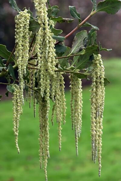 Silver-green catkins composed of tiny flowers on this male plant. Kent garden - UK. February
