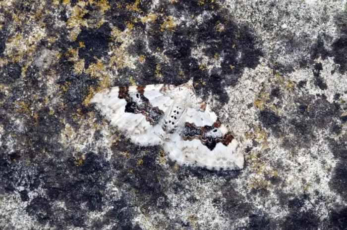 Framed Print : Silver-ground Carpet Moth - Resting on rock - Lincolnshire - England Framed Print : Silver-ground Carpet Moth - Resting on rock - Lincolnshire - England