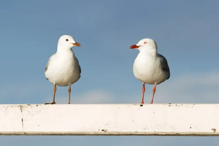 Framed Print : Silver Gull - Two birds perched on a white fence - Queensland, Australia Framed Print : Silver Gull - Two birds perched on a white fence - Queensland, Australia
