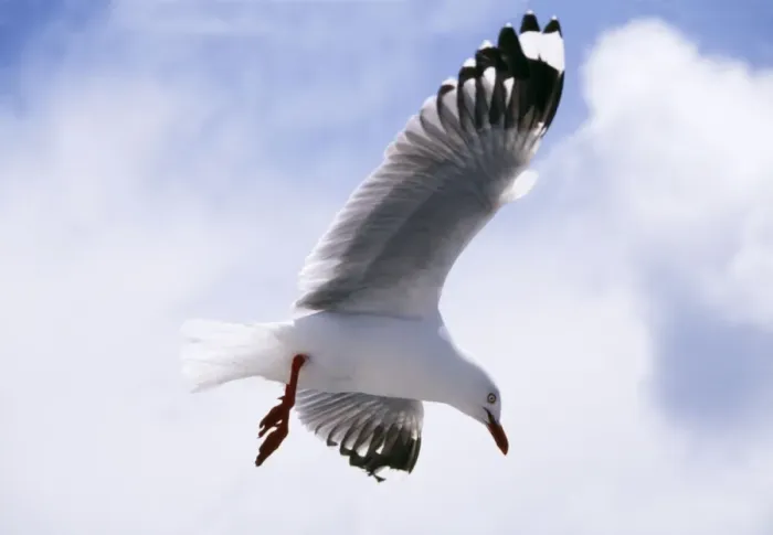 Framed Print : Silver Gull In flight Framed Print : Silver Gull In flight