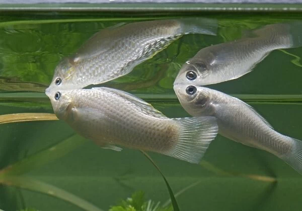 Silver sailfin molly – pair side view – showing reflections - tropical freshwater - variant 002662